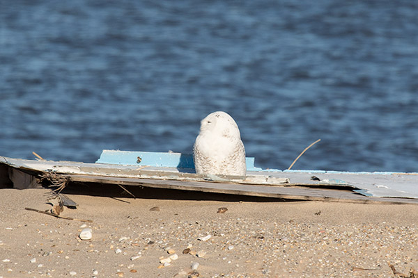 Snowy Owl