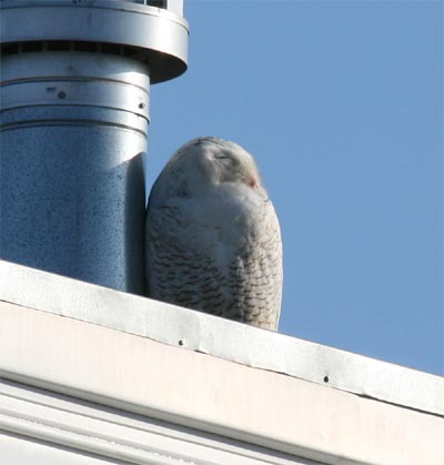 Snowy Owl