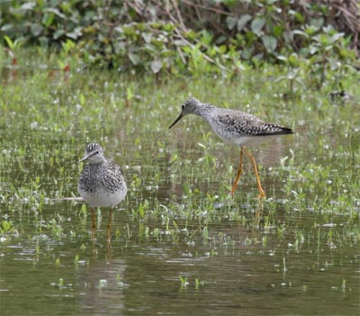 Solitary Sandpiper and Yellowlegs