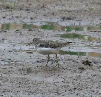 Solitary Sandpiper