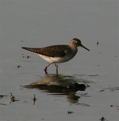 Solitary Sandpiper