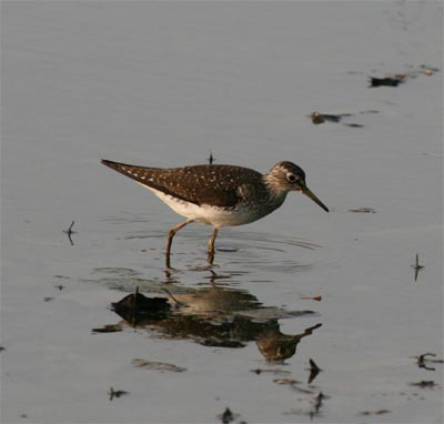 Solitary Sandpiper