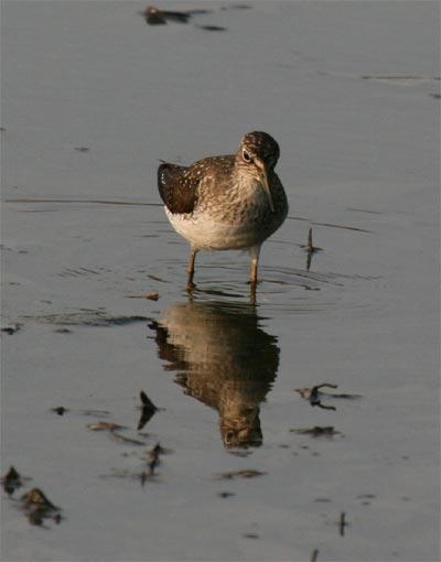 Solitary Sandpiper