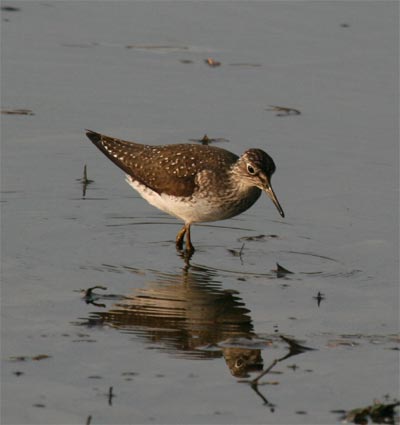 Solitary Sandpiper