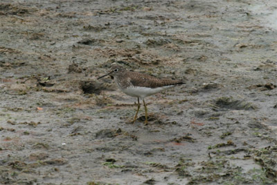 Solitary Sandpiper