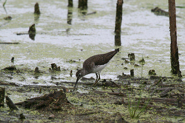 Solitary Sandpiper