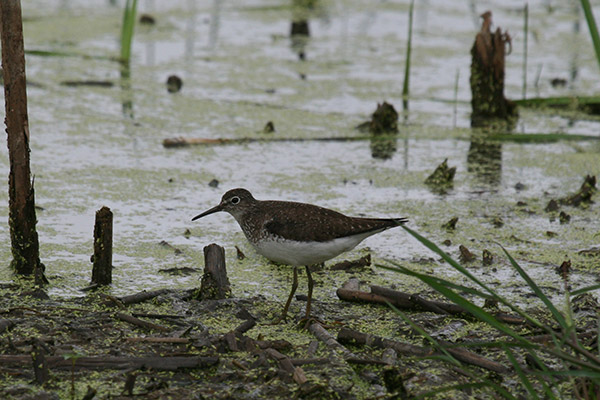 Solitary Sandpiper