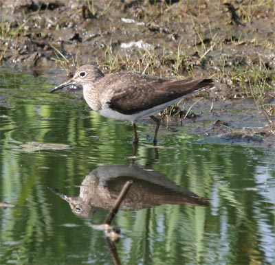 Solitary Sandpiper