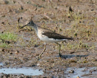 Solitary Sandpiper