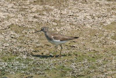 Solitary Sandpiper