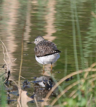 Solitary Sandpiper