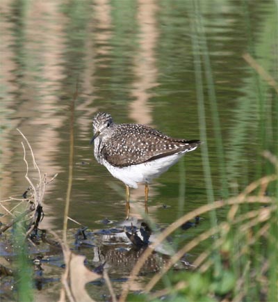 Solitary Sandpiper