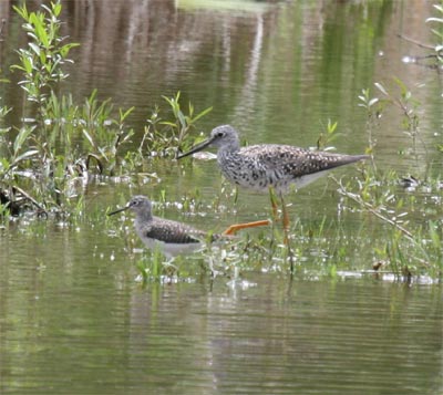 Solitary Sandpiper and Yellowlegs