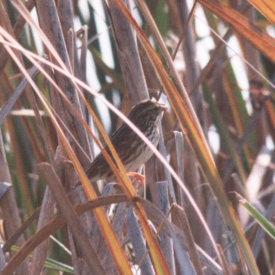 Savannah Sparrow