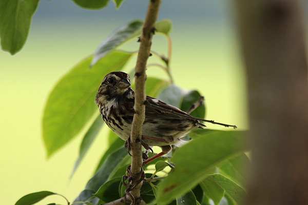 Tailless Song Sparrow