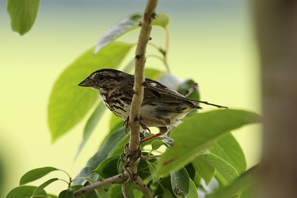 Tailless Song Sparrow