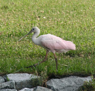 Roseate Spoonbill in Delaware