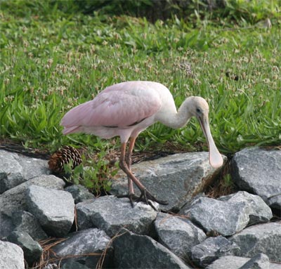 Roseate Spoonbill in Delaware