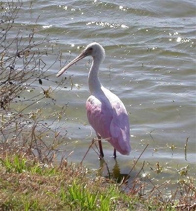 Roseate Spoonbill