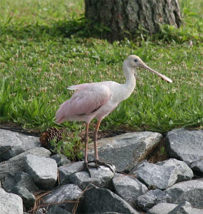 Roseate Spoonbill in Delaware