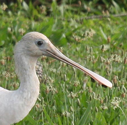 Roseate Spoonbill in Delaware