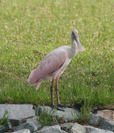 Roseate Spoonbill in Delaware