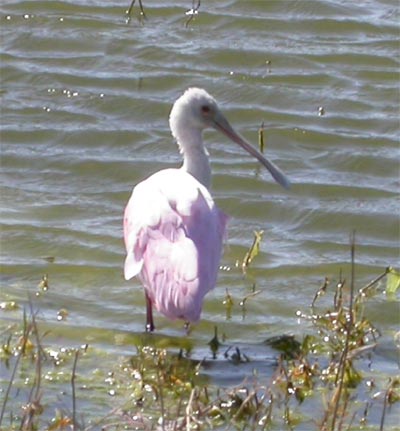 Roseate Spoonbill