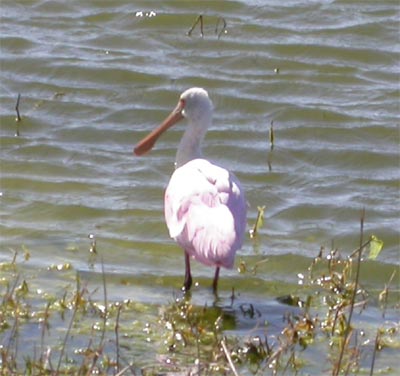 Roseate Spoonbill