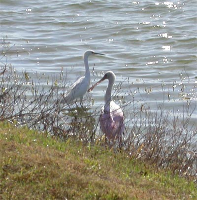 Roseate Spoonbill and Egret
