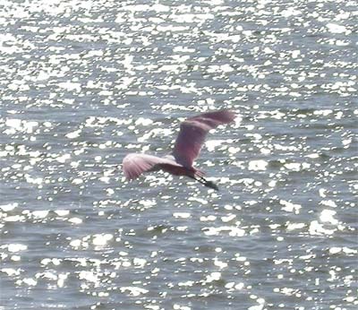 Roseate Spoonbill