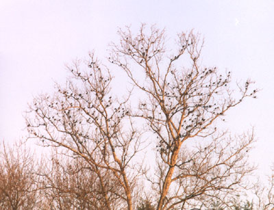 Starlings in Tree