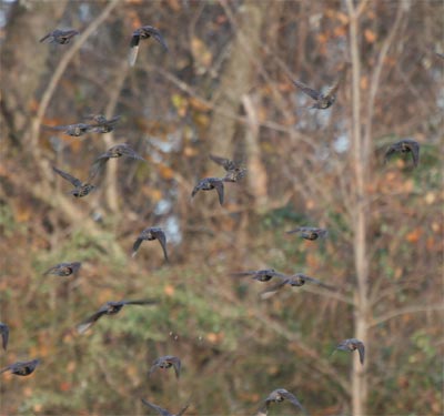 Starlings