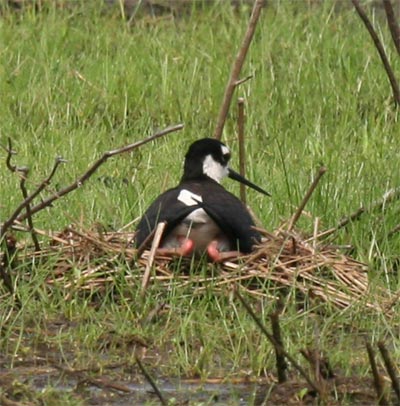 Black Necked Stilt on nest