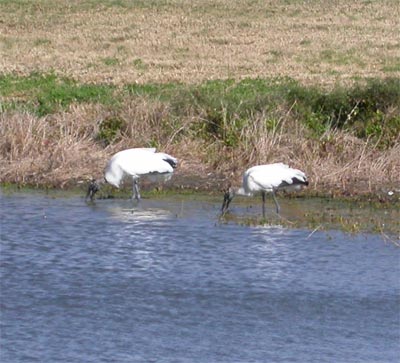 Wood Stork