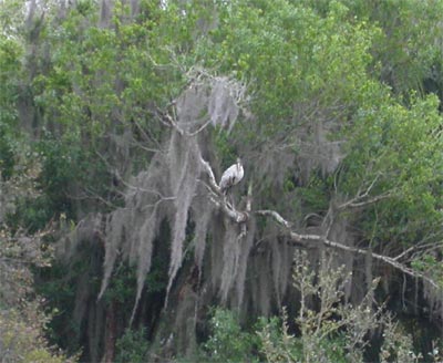 Wood Stork