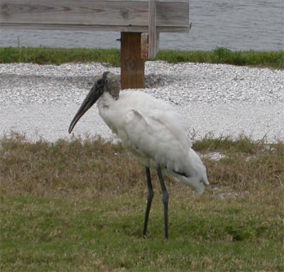 Wood Stork