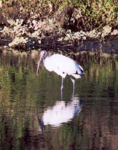 Wood Stork