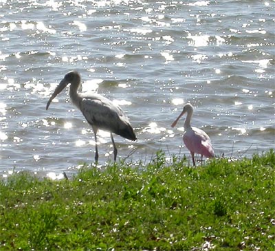 Wood Stork