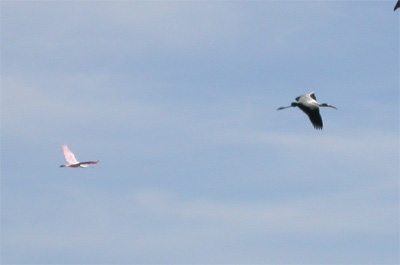 Roseate Spoonbill