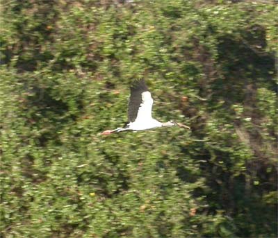 Wood Stork