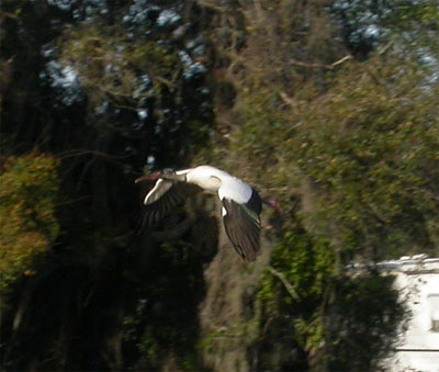 Wood Stork