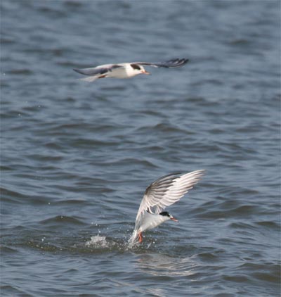 Common Terns