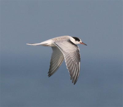 Common Terns