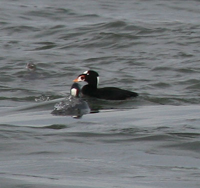 Surf Scoter