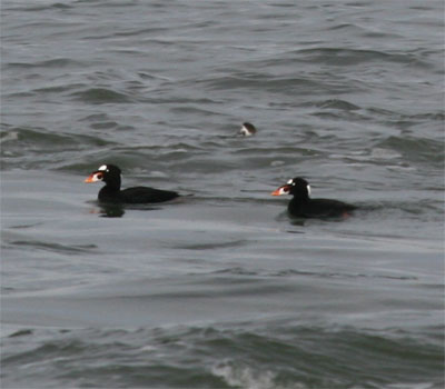 Surf Scoter