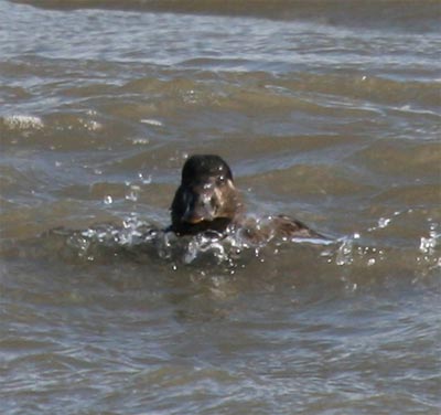 Surf Scoter