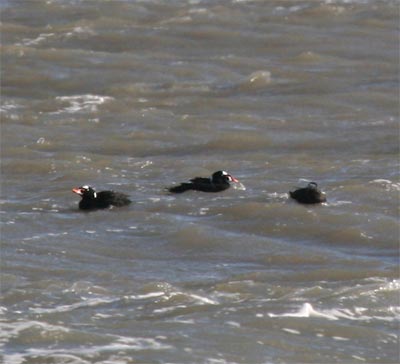 Surf Scoter