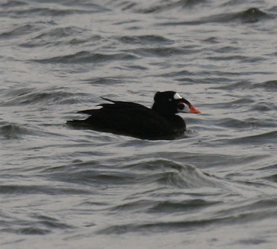 Surf Scoter