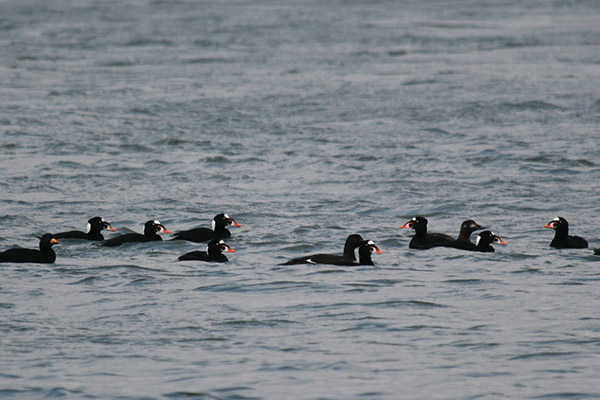 Surf Scoter