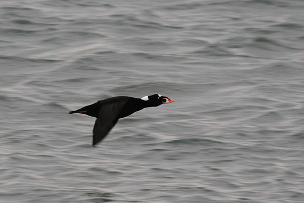 Surf Scoter